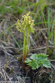 Attēlu rezultāti vaicājumam “Botrychium multifidum”