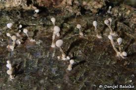 Attēlu rezultāti vaicājumam “Phleogena faginea”