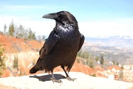 Attēlu rezultāti vaicājumam “Corvidae”