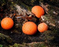 Attēlu rezultāti vaicājumam “Physarum ovisporum macro”