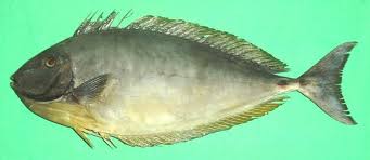 Image result for Naso hexacanthus