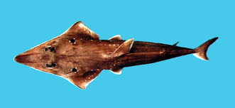 Image result for Rhynchobatus djiddensis