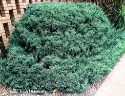 Attēlu rezultāti vaicājumam “Juniperus chinensis”