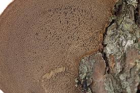 Attēlu rezultāti vaicājumam “Phellinus pini”