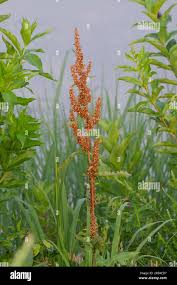 Attēlu rezultāti vaicājumam “Rumex crispus fruit”