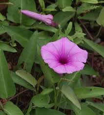 Attēlu rezultāti vaicājumam “Rorippa amphibia leaf”