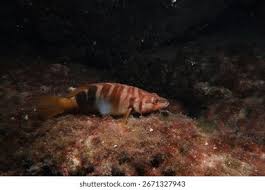 Image result for Serranus scriba