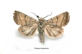 Attēlu rezultāti vaicājumam “Charanyca trigrammica”