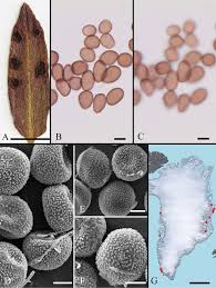 Attēlu rezultāti vaicājumam “Craterium minutum cf. var. brunneum spores”