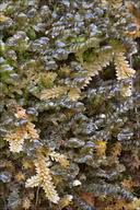 Attēlu rezultāti vaicājumam “Scapania undulata”