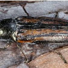 Attēlu rezultāti vaicājumam “Scolytidae”