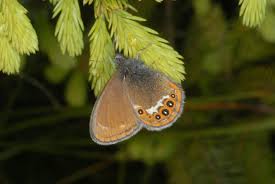 Attēlu rezultāti vaicājumam “Coenonympha hero underside”