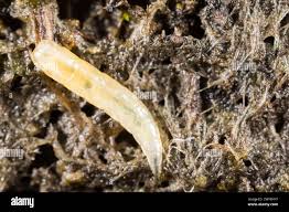 Attēlu rezultāti vaicājumam “Therevidae larva”