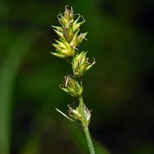 Attēlu rezultāti vaicājumam “Carex spicata”