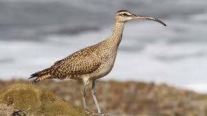 Image result for Numenius hudsonicus