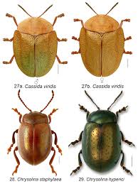 Attēlu rezultāti vaicājumam “Chrysolina staphylaea”