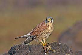 Attēlu rezultāti vaicājumam “Falco tinnunculus adult”