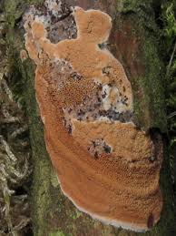 Attēlu rezultāti vaicājumam “Gloeoporus taxicola”