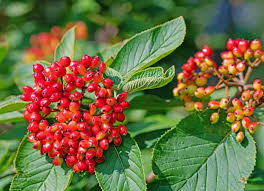 Attēlu rezultāti vaicājumam “Viburnum lantana”