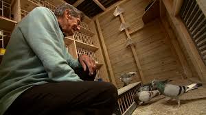 Image result for Meridian Racing Pigeon Lofts