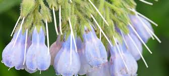 Attēlu rezultāti vaicājumam “Symphytum asperum leaf”