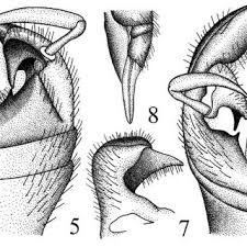 Attēlu rezultāti vaicājumam “Dictenidia bimaculata male”