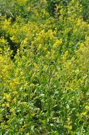 Attēlu rezultāti vaicājumam “Sisymbrium volgense”