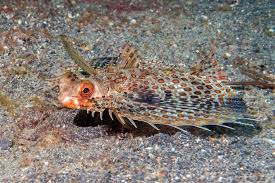 Image result for Dactylopterus volitans
