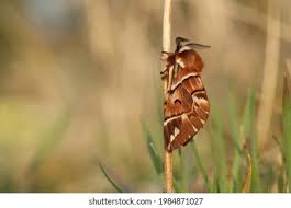 Attēlu rezultāti vaicājumam “Endromidae”