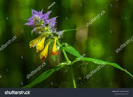 Attēlu rezultāti vaicājumam “Melampyrum nemorosum”