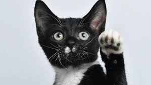Image result for kitler