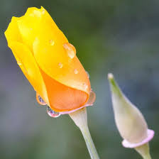 Attēlu rezultāti vaicājumam “Eschscholzia californica flower”