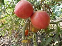 Afbeeldingsresultaat voor crnkovic yugoslavian tomato