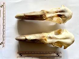 Attēlu rezultāti vaicājumam “Didymium verrucisporum stalked”