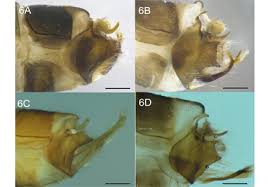 Attēlu rezultāti vaicājumam “Potamophylax”