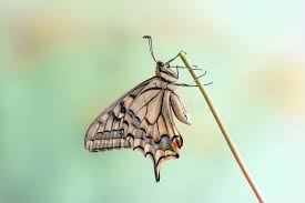 Attēlu rezultāti vaicājumam “Papilio machaon underside”