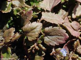 Attēlu rezultāti vaicājumam “Veronica persica leaf”