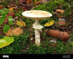 Attēlu rezultāti vaicājumam “Amanita citrina”