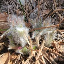 Attēlu rezultāti vaicājumam “Pulsatilla patens leaf”
