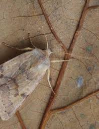 Attēlu rezultāti vaicājumam “Agrochola helvola imago”