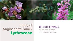 Attēlu rezultāti vaicājumam “Lythraceae”