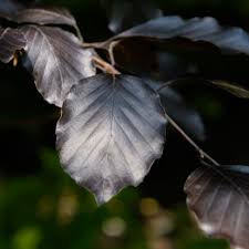 Attēlu rezultāti vaicājumam “Fagus sylvatica leaf”