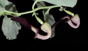 Attēlu rezultāti vaicājumam “Aristolochiaceae”