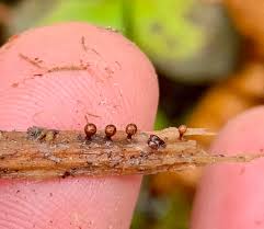 Attēlu rezultāti vaicājumam “Trichia ambigua stalked”