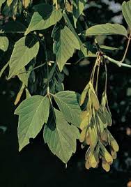 Attēlu rezultāti vaicājumam “Acer negundo leaf”