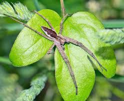 Attēlu rezultāti vaicājumam “Pisaura mirabilis cocoon”