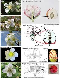 Attēlu rezultāti vaicājumam “Rosaceae”