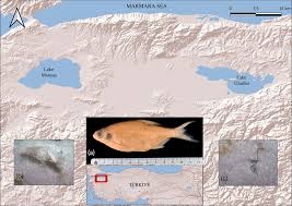 Image result for Blicca bjoerkna