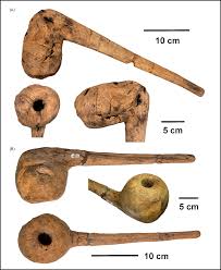 Attēlu rezultāti vaicājumam “Populus x lettland”