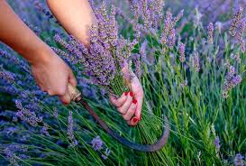 Image result for Lavendel
